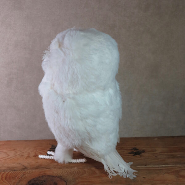 large snowy owl home decor winter back