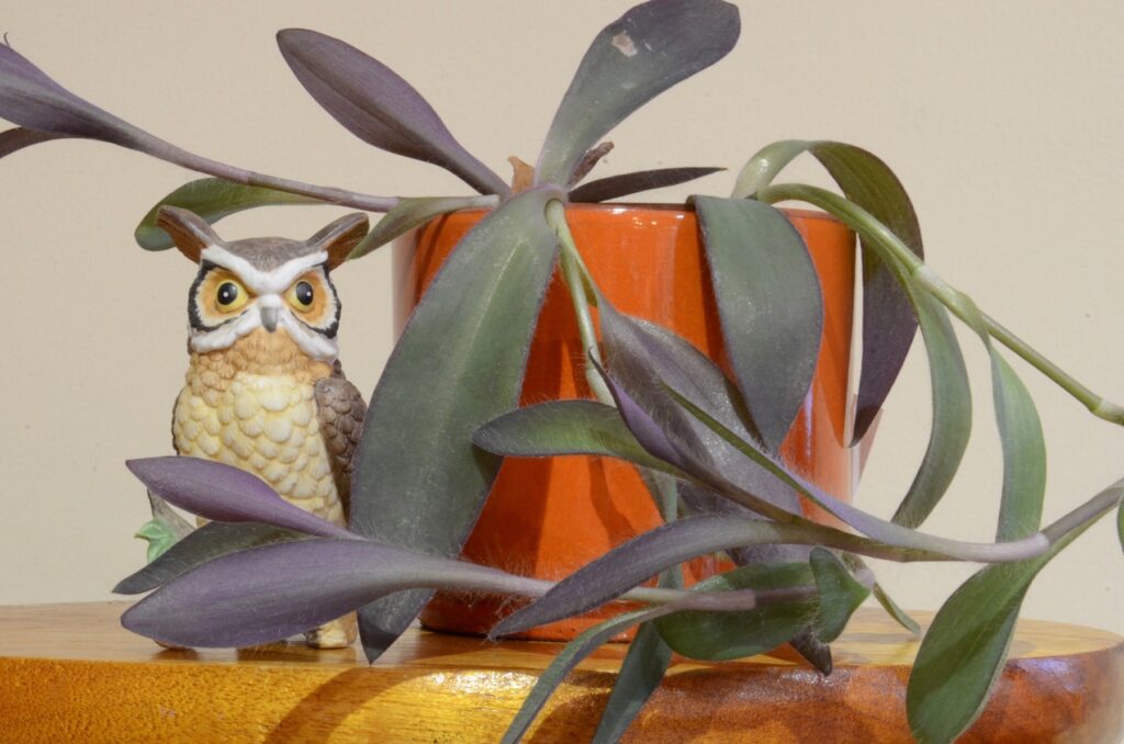 vintage owl figure with orange pot and live plant